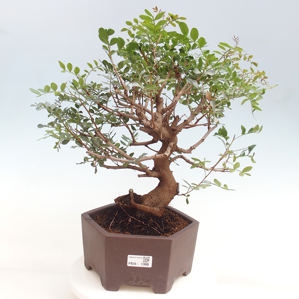 Szoba bonsai - Pisztácia