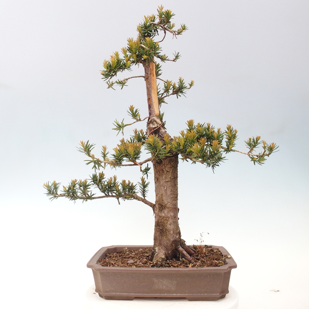 Kültéri bonsai - Taxus cuspidata - japán tiszafa