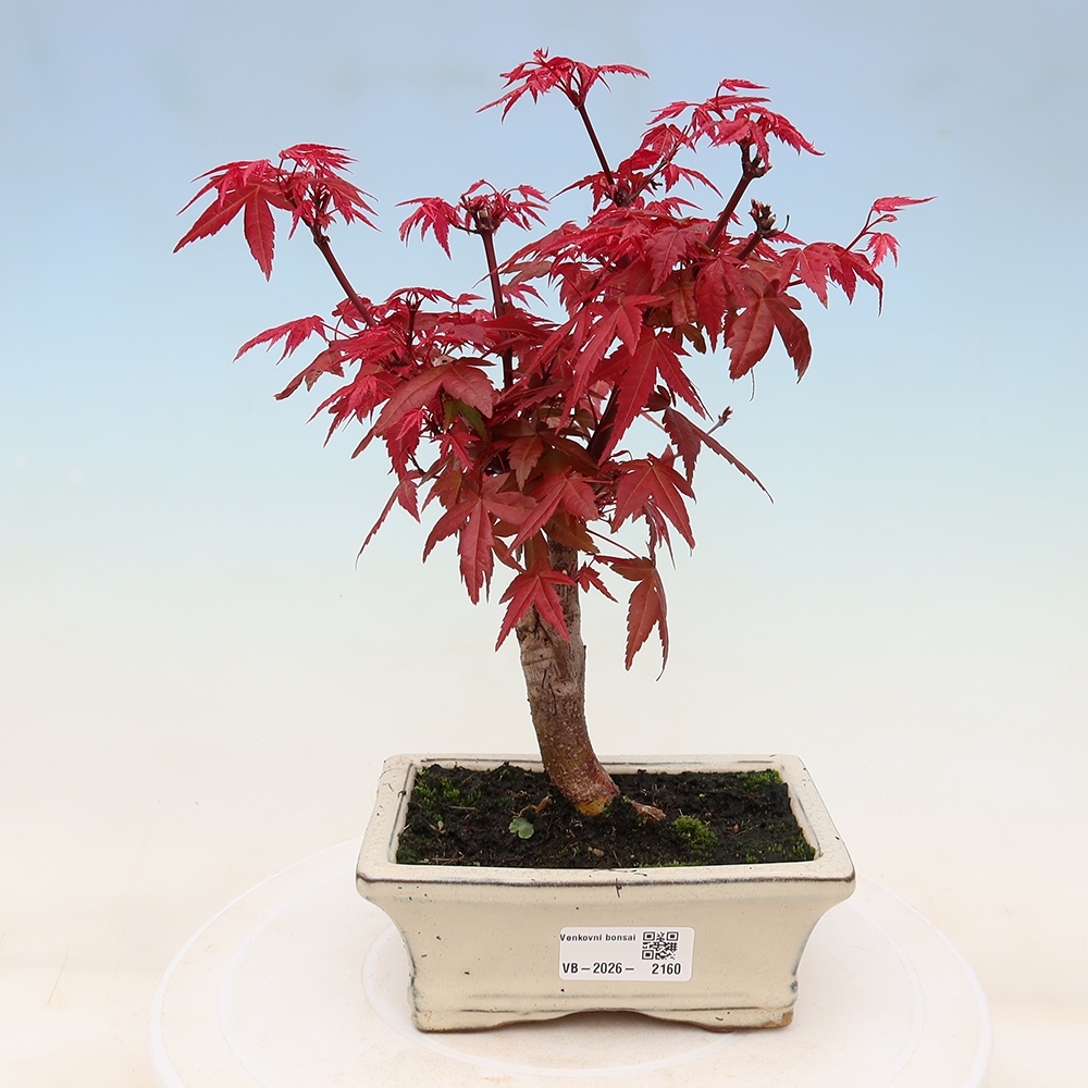 Kültéri bonsai - Acer palmatum DESHOJO