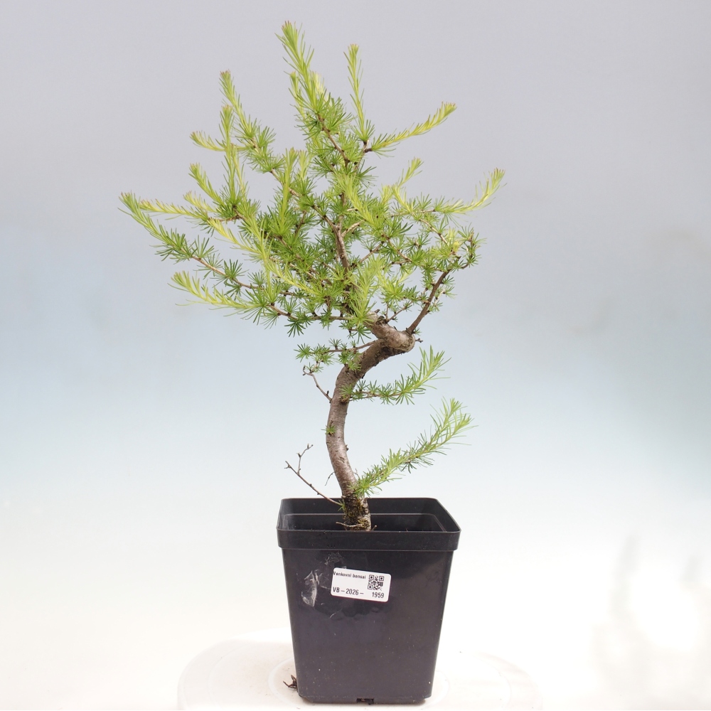 Kültéri bonsai - Larix decidua - vörösfenyő