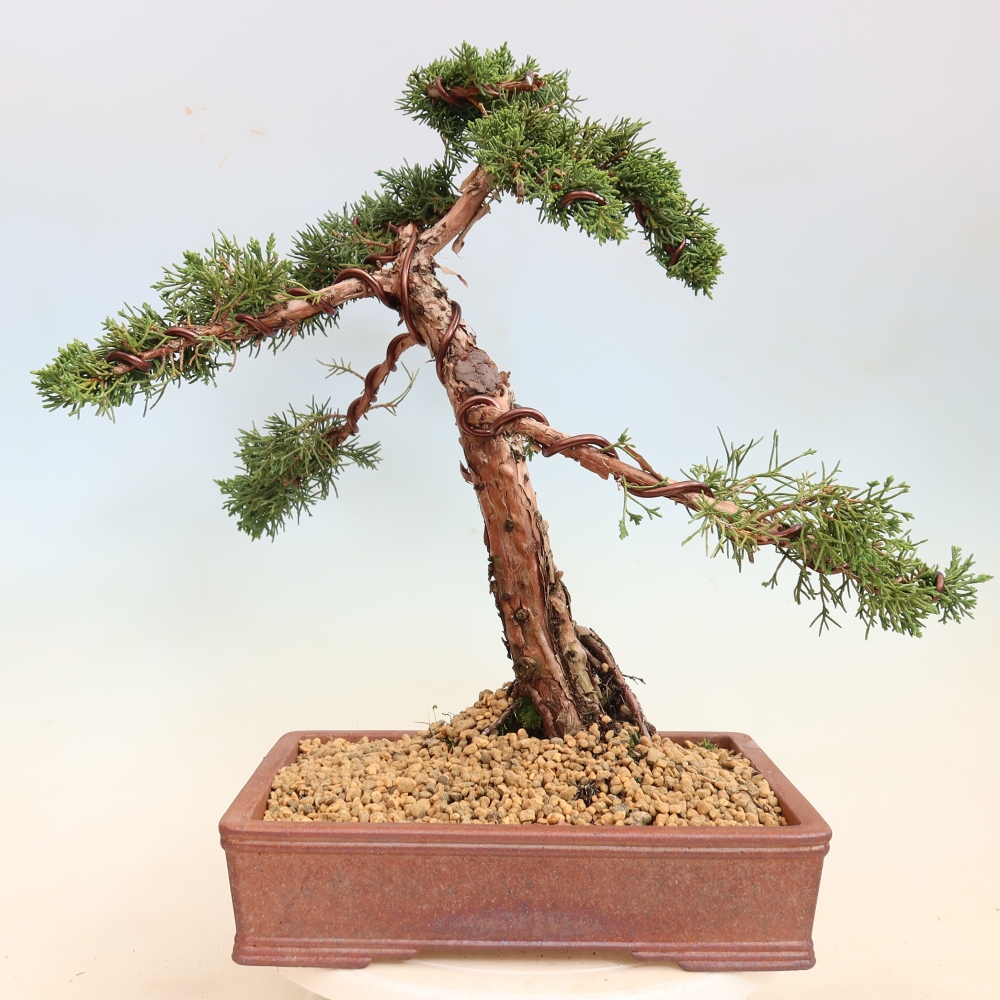 Kültéri bonsai - Juniperus chinensis Kishu