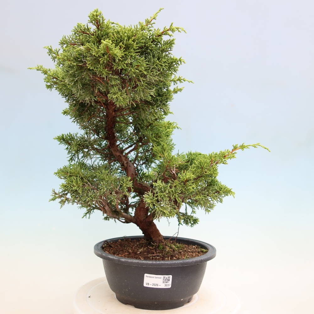 Kültéri bonsai - Juniperus chinensis Itoigawa-Juniperus chinensis