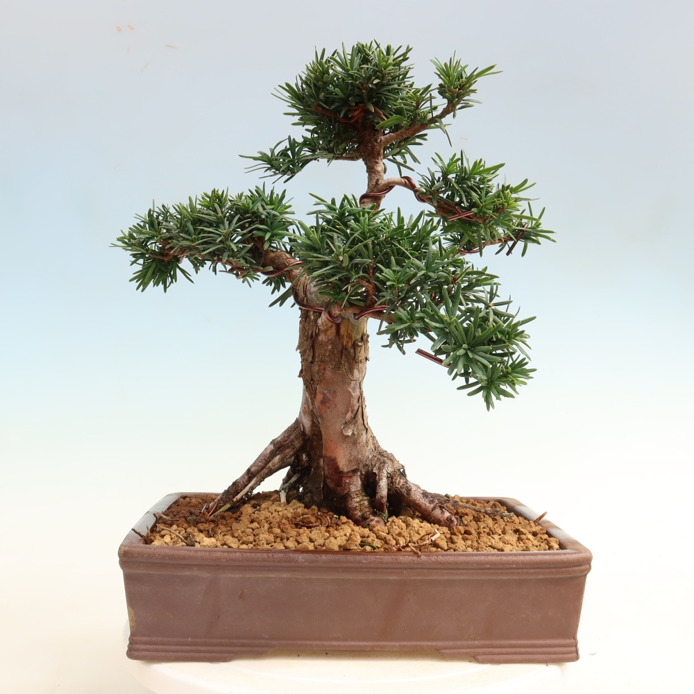 Kültéri bonsai - Taxus cuspidata - japán tiszafa