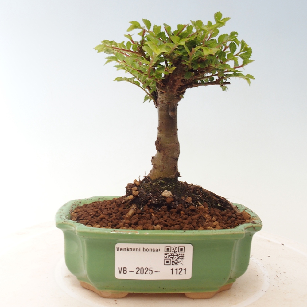 Kültéri bonsai - Ulmus parvifolia Sagei - Kislevelű szilfa