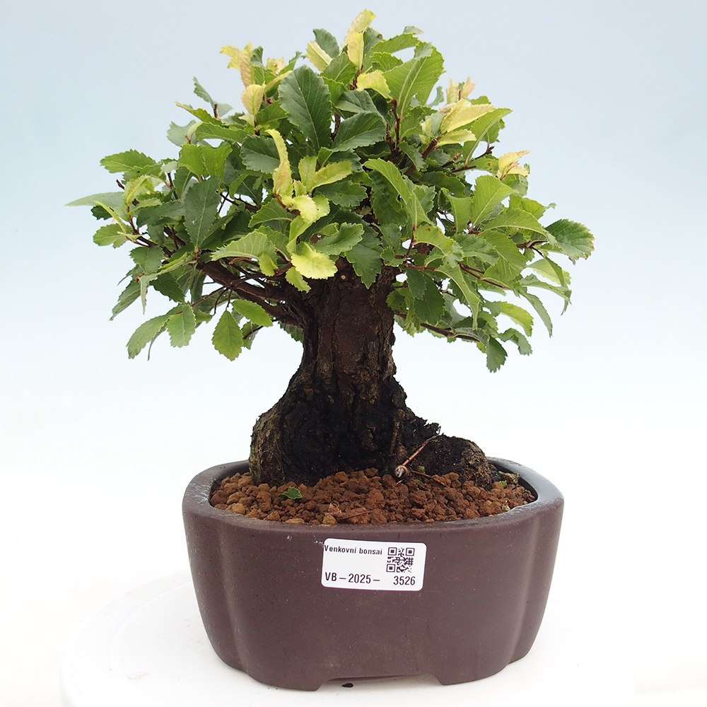 Kültéri bonsai - Zelkova - Zelkova NIRE
