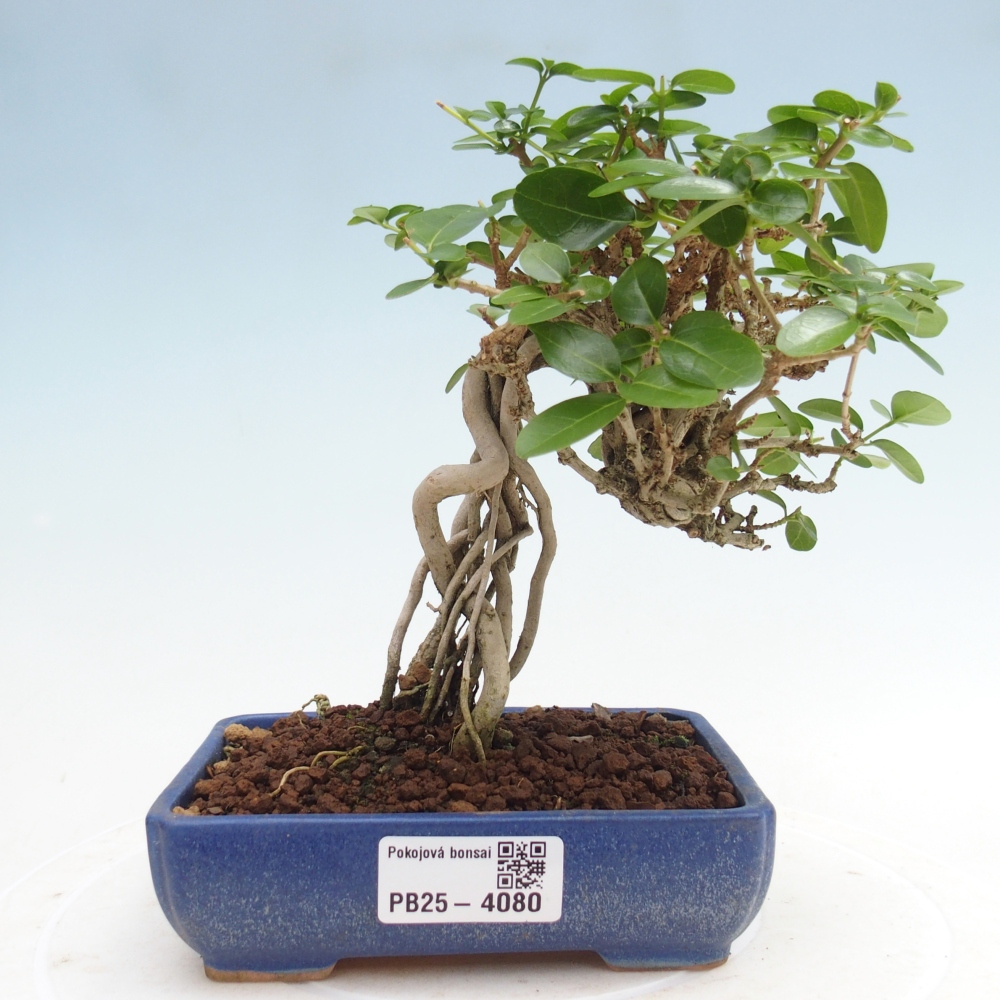 Beltéri bonsai - Premna serratifolia - Kozlovna malolista