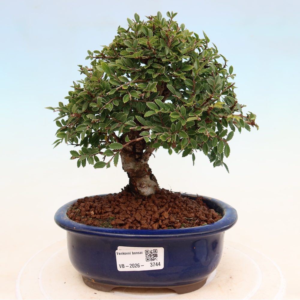 Kültéri bonsai - Zelkova - Zelkova NIRE