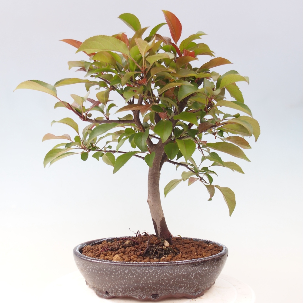 Kültéri bonsai -Malus domestica - Kis gyümölcsű piros levelű almafa
