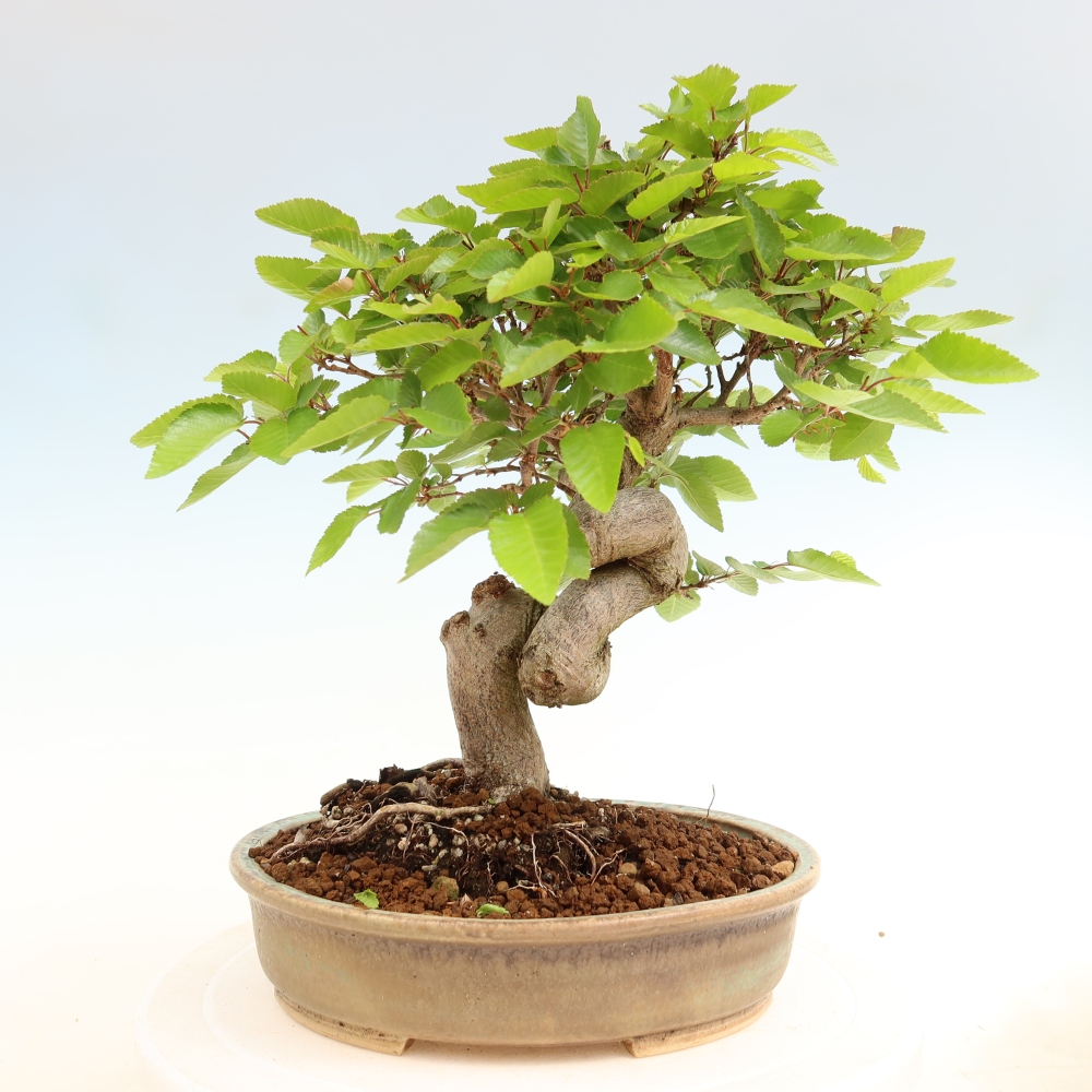 Kültéri bonsai -Carpinus Coreana - Koreai gyertyánfa