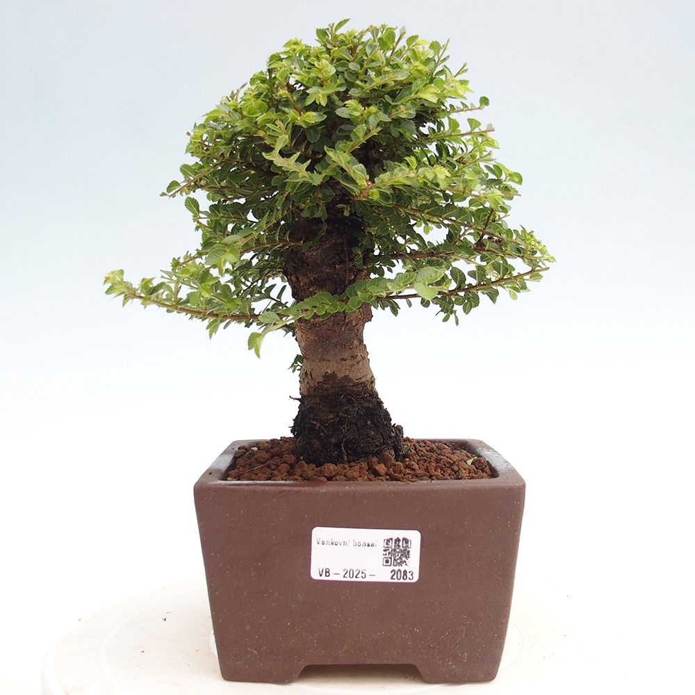 Kültéri bonsai - Ulmus parvifolia Hokkaido - Kínai szil - Ulmus parvifolia Hokkaido
