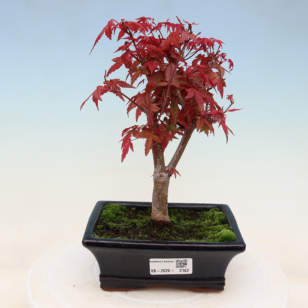 Kültéri bonsai - Acer palmatum DESHOJO