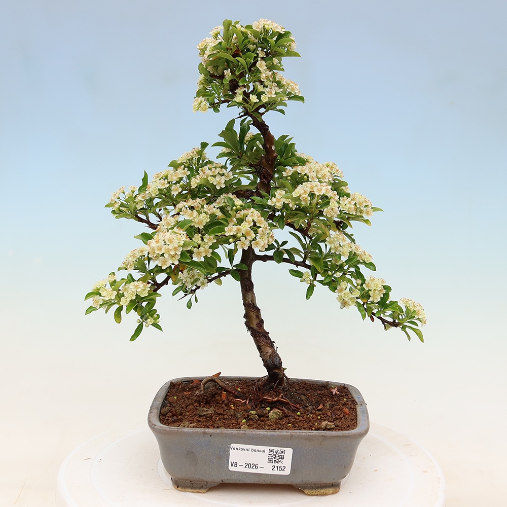 Kültéri bonsai – Pyracantha teton – Vörös tűszem