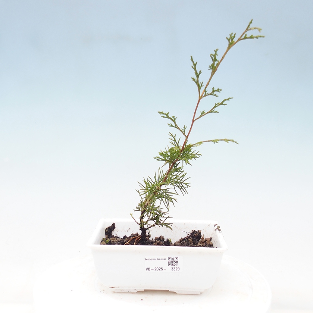 Kültéri bonsai - Juniperus chinensis Itoigawa