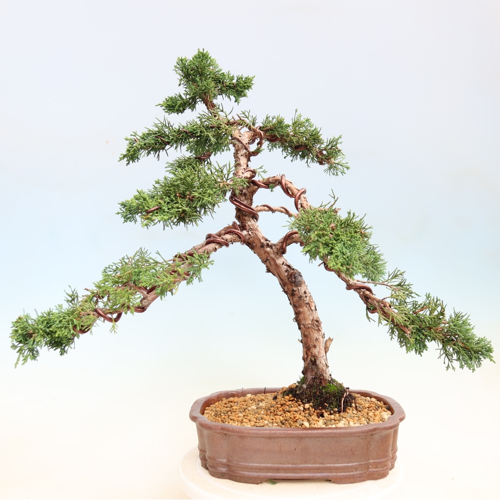 Kültéri bonsai - Juniperus chinensis Kishu