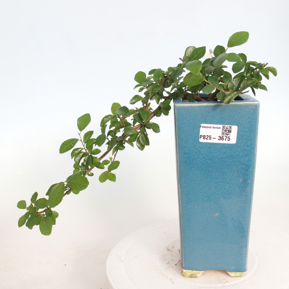 Beltéri bonsai - Grewia occidentalis - Levendula csillaghal