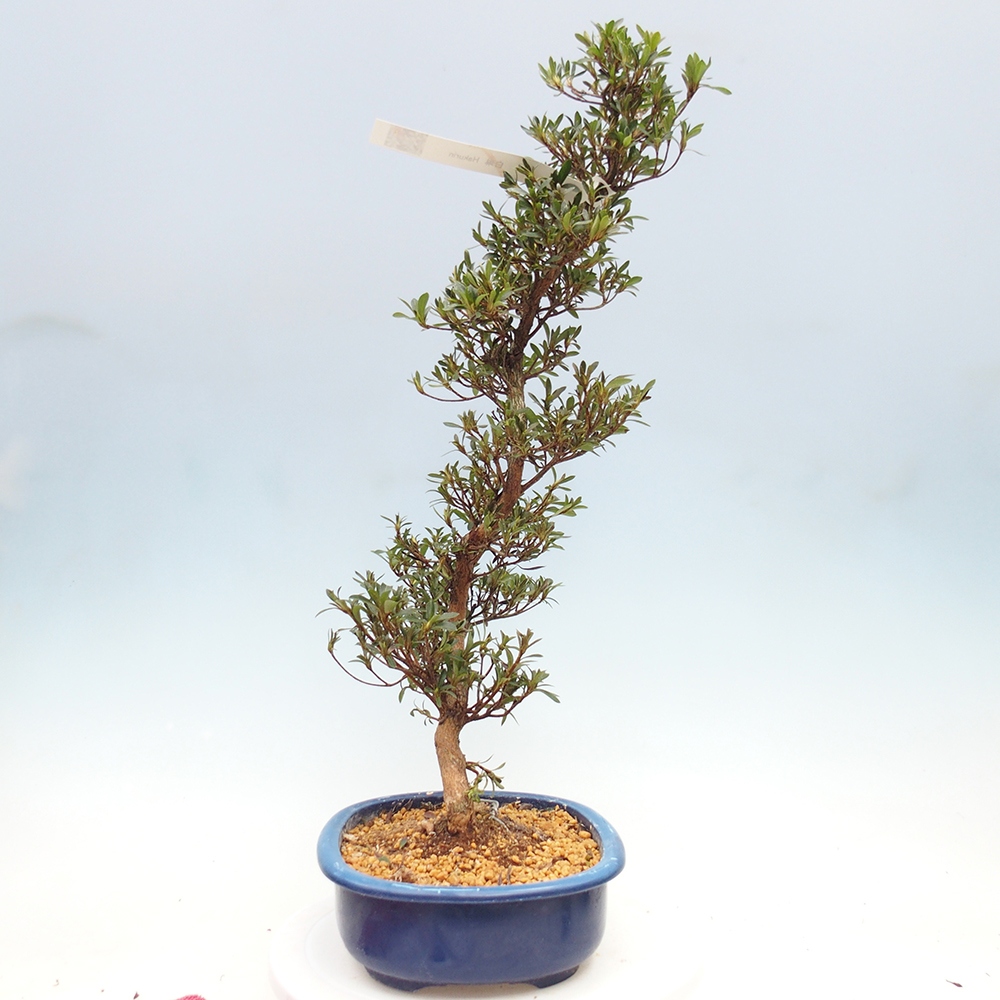 Kültéri bonsai - Japán azálea - Azalea Hakurin