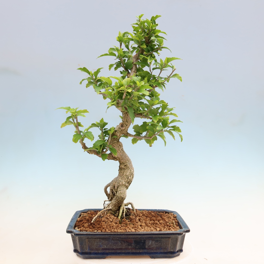 Kültéri bonsai – Hibiscus syriacus – szíriai ibiskusz