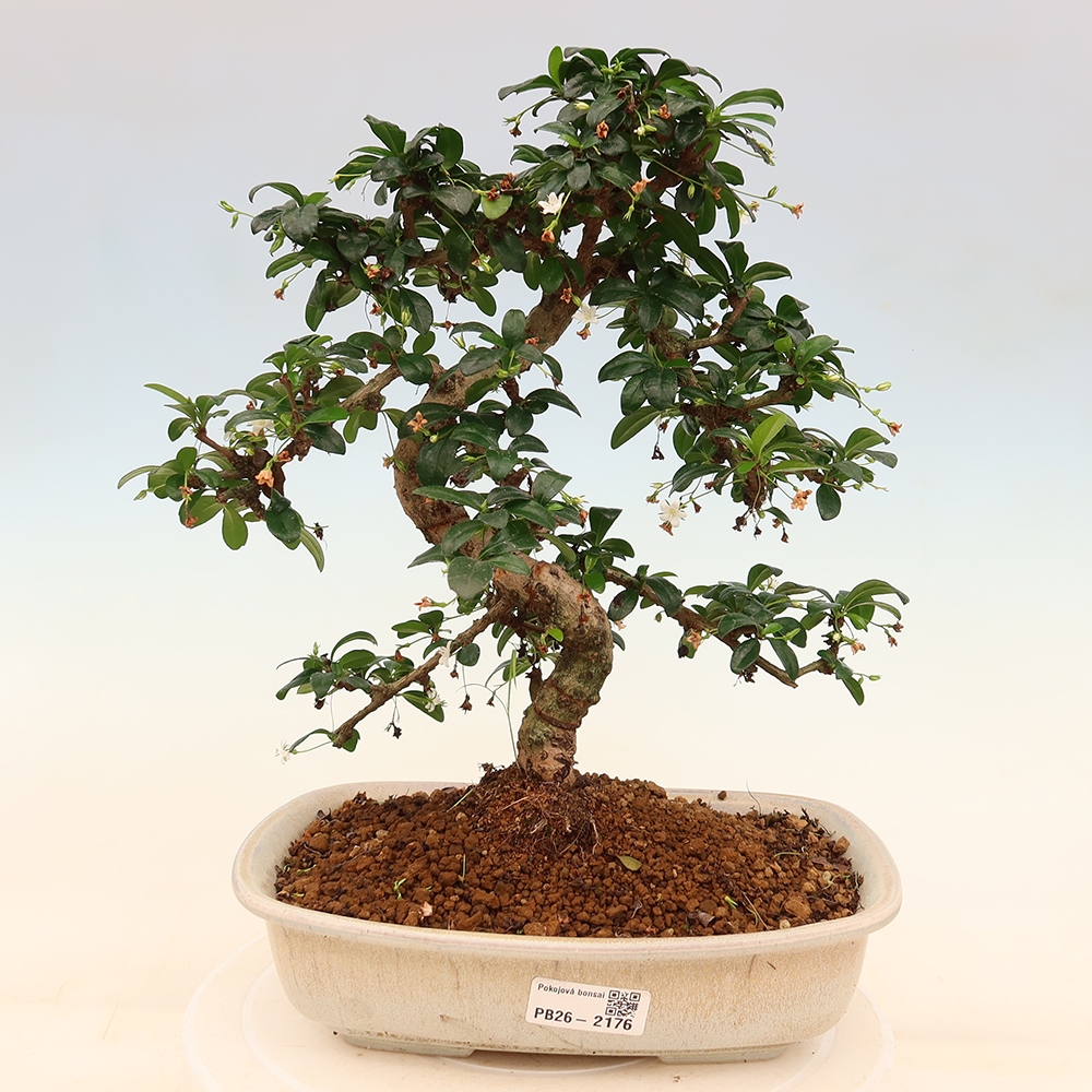 Szobai bonsai - Carmona macrophylla - Tea fuki