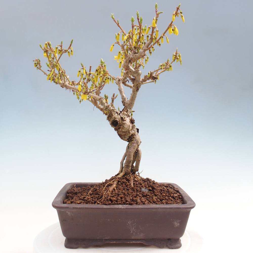 Kültéri bonsai - Zlatice - Forsythia koreana