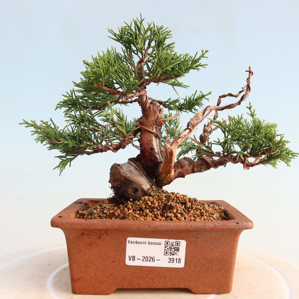 Kültéri bonsai - Juniperus chinensis Itoigawa
