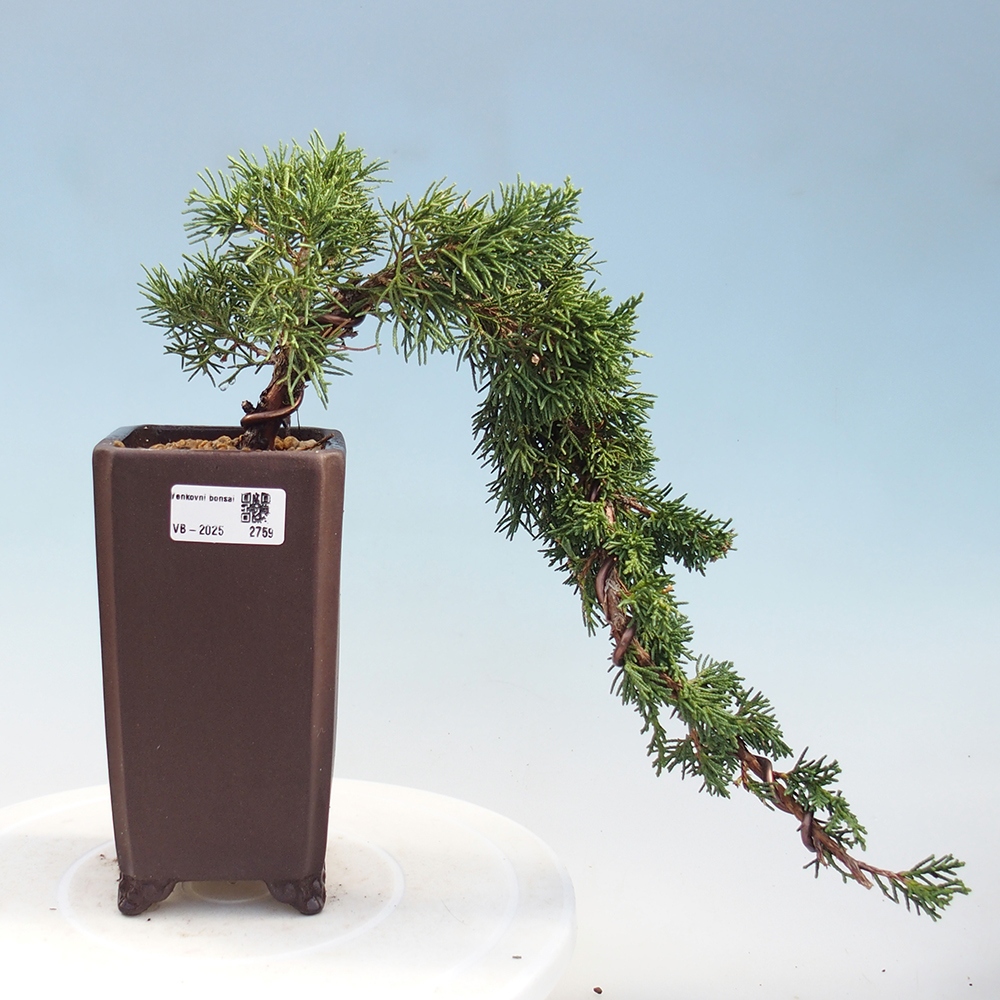 Kültéri bonsai - Juniperus chinensis Kishu