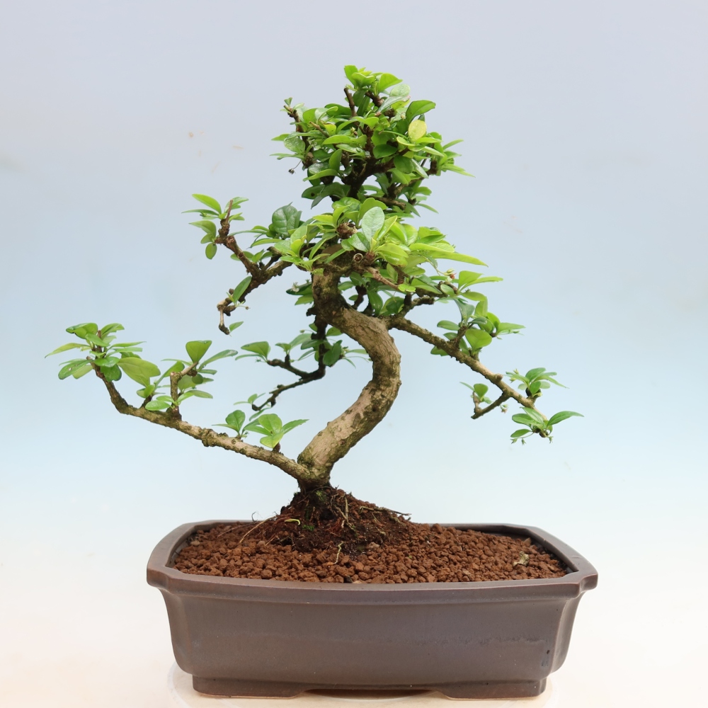 Szobai bonsai - Carmona macrophylla - Tea fuki