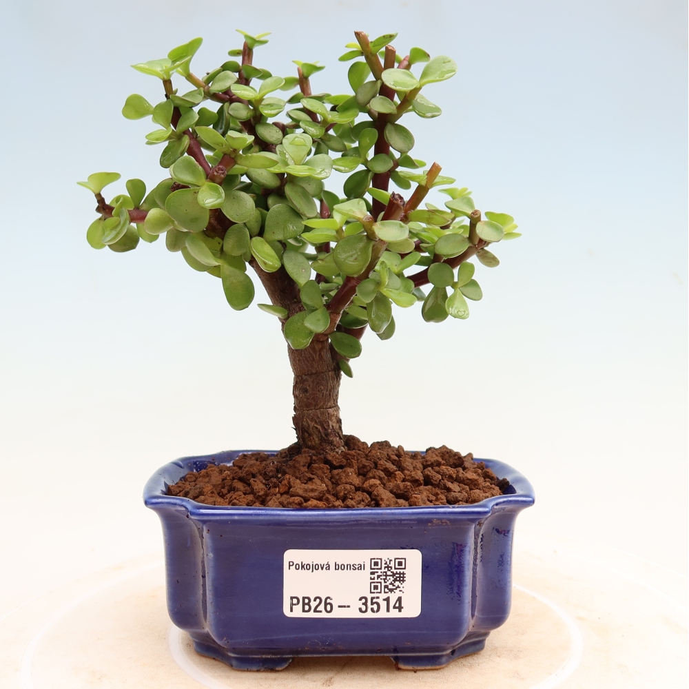 Szoba bonsai - Portulakaria Afra - Tlustice