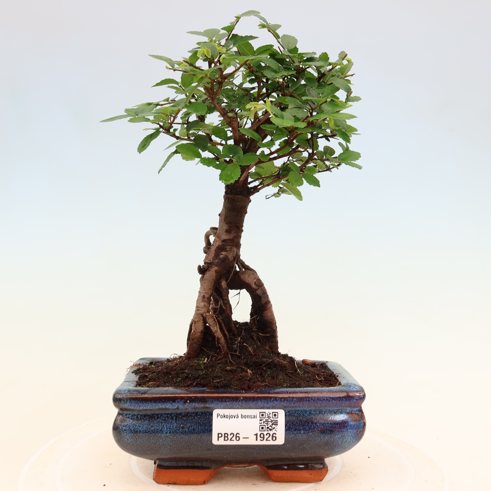 Szobai bonsai - Ulmus parvifolia - Kislevelű szilfa