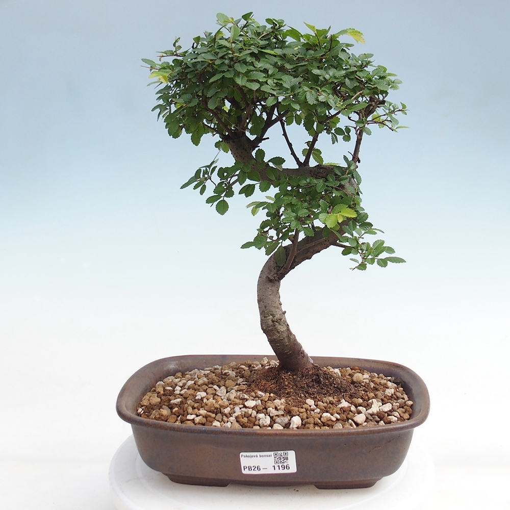 Szobai bonsai - Ulmus parvifolia - Kislevelű szilfa