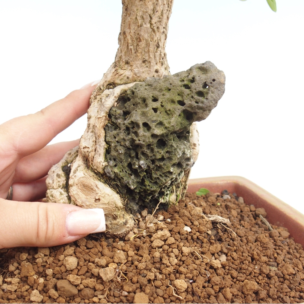 Kültéri bonsai - Berberis coreana