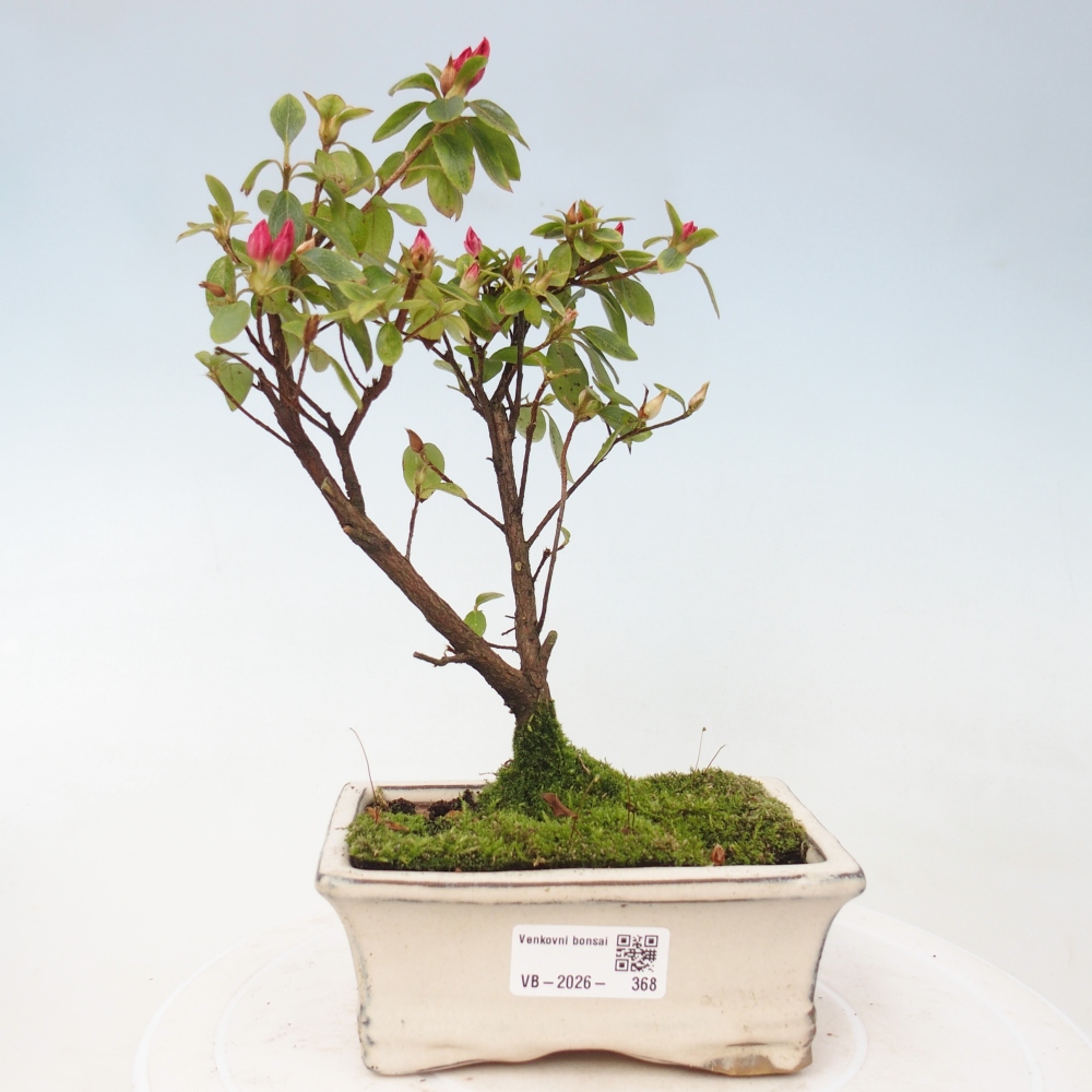 Kültéri bonsai - japán azálea - Azalea sp.