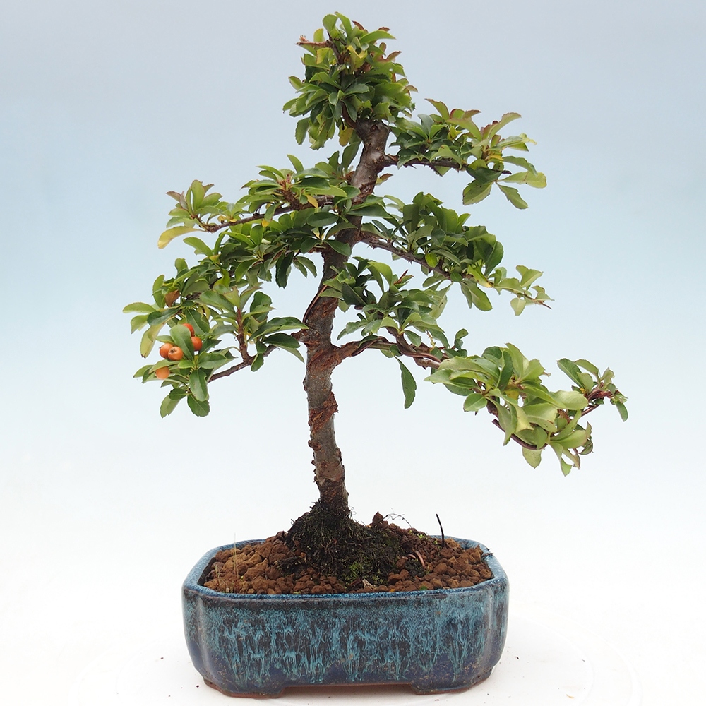 Kültéri bonsai-Pyracantha Teton - Hlox