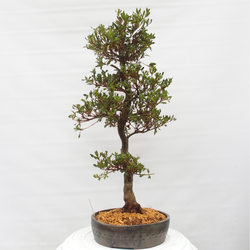 Kültéri bonsai - japán azálea - Azálea CHIHIRO