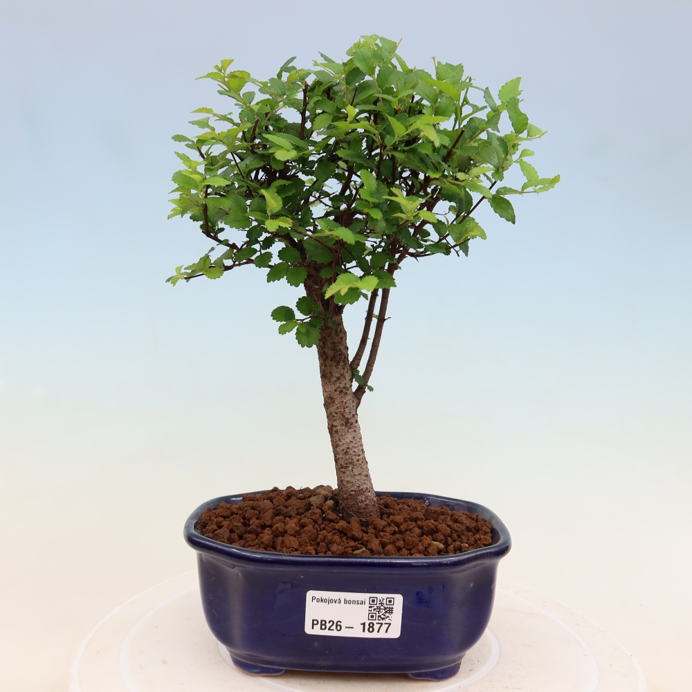 Szobai bonsai - Ulmus parvifolia - Kislevelű szilfa