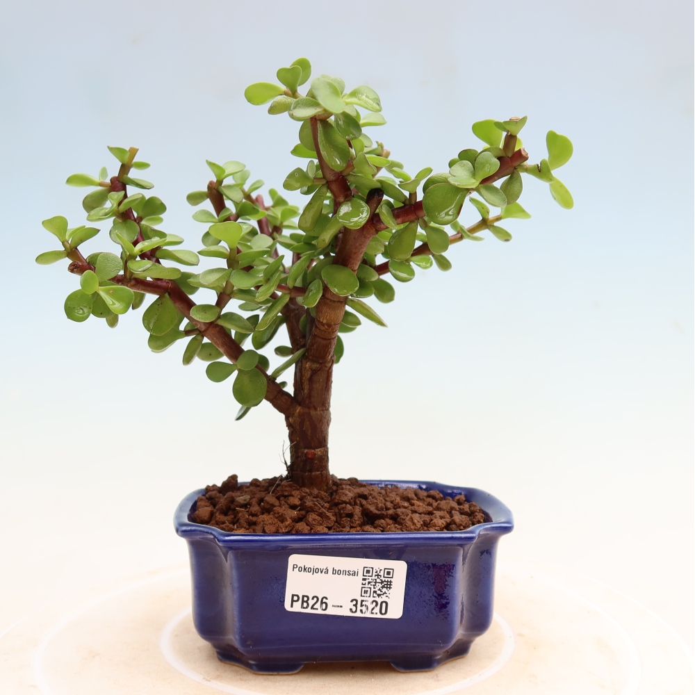 Szoba bonsai - Portulakaria Afra - Tlustice