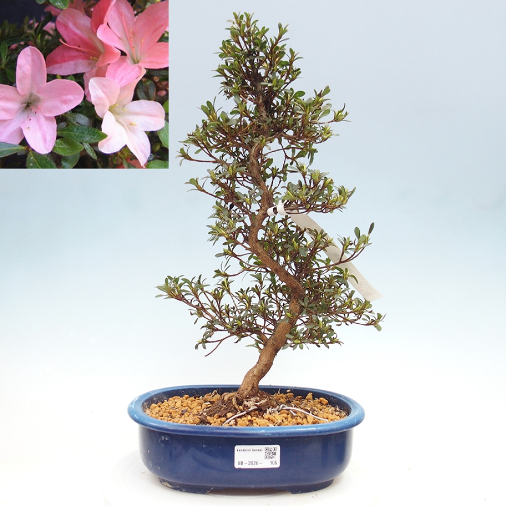 Kültéri bonsai - Japán azálea - Azalea Nikko