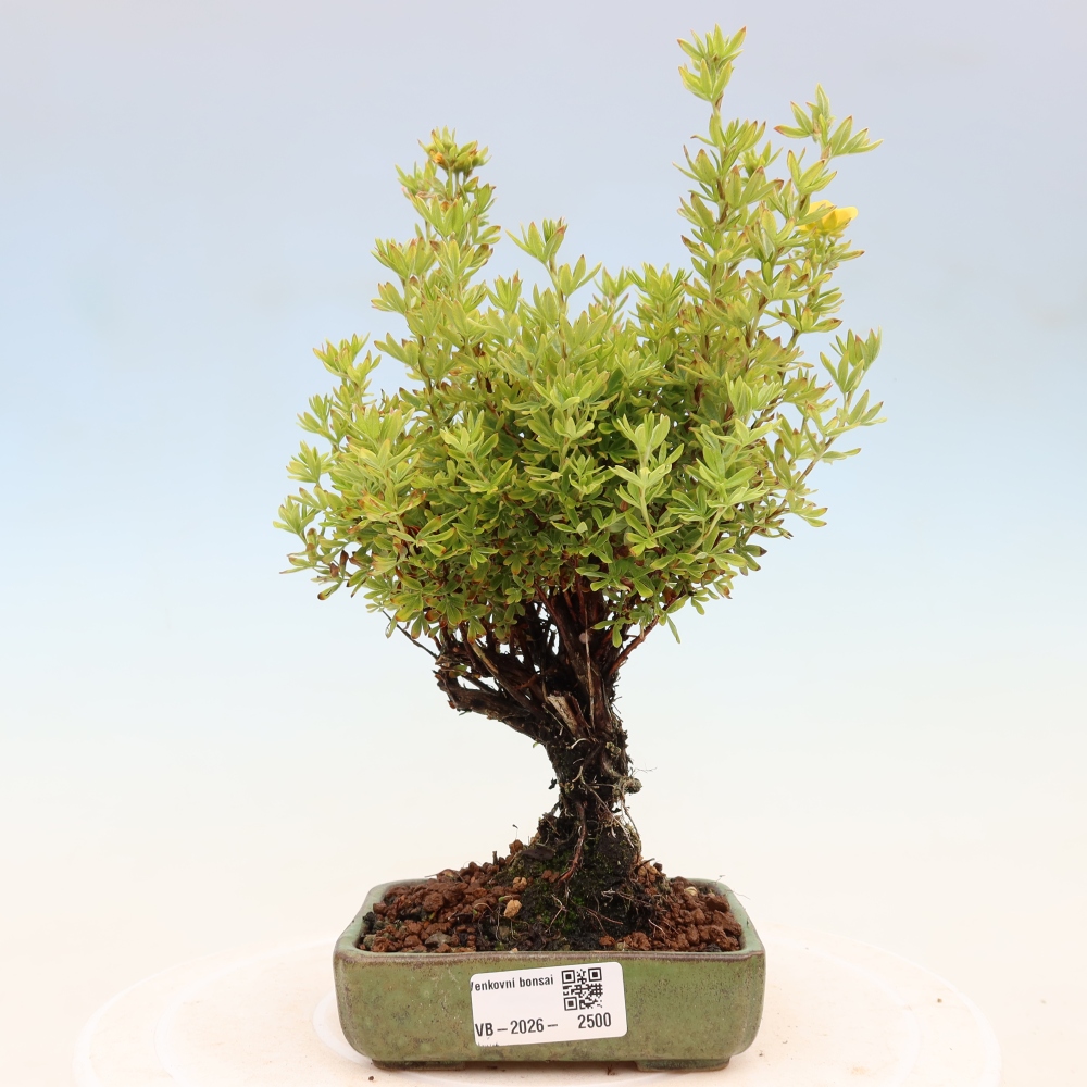 Kültéri bonsai - Potentila fruticosa