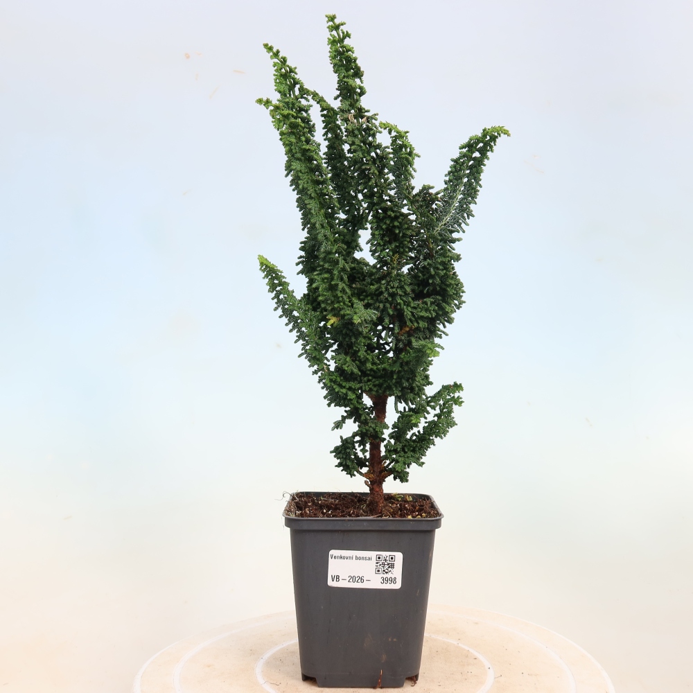 Kültéri bonsai - Cham. obtusa SEKKA HINOKI - Cifra ciprus