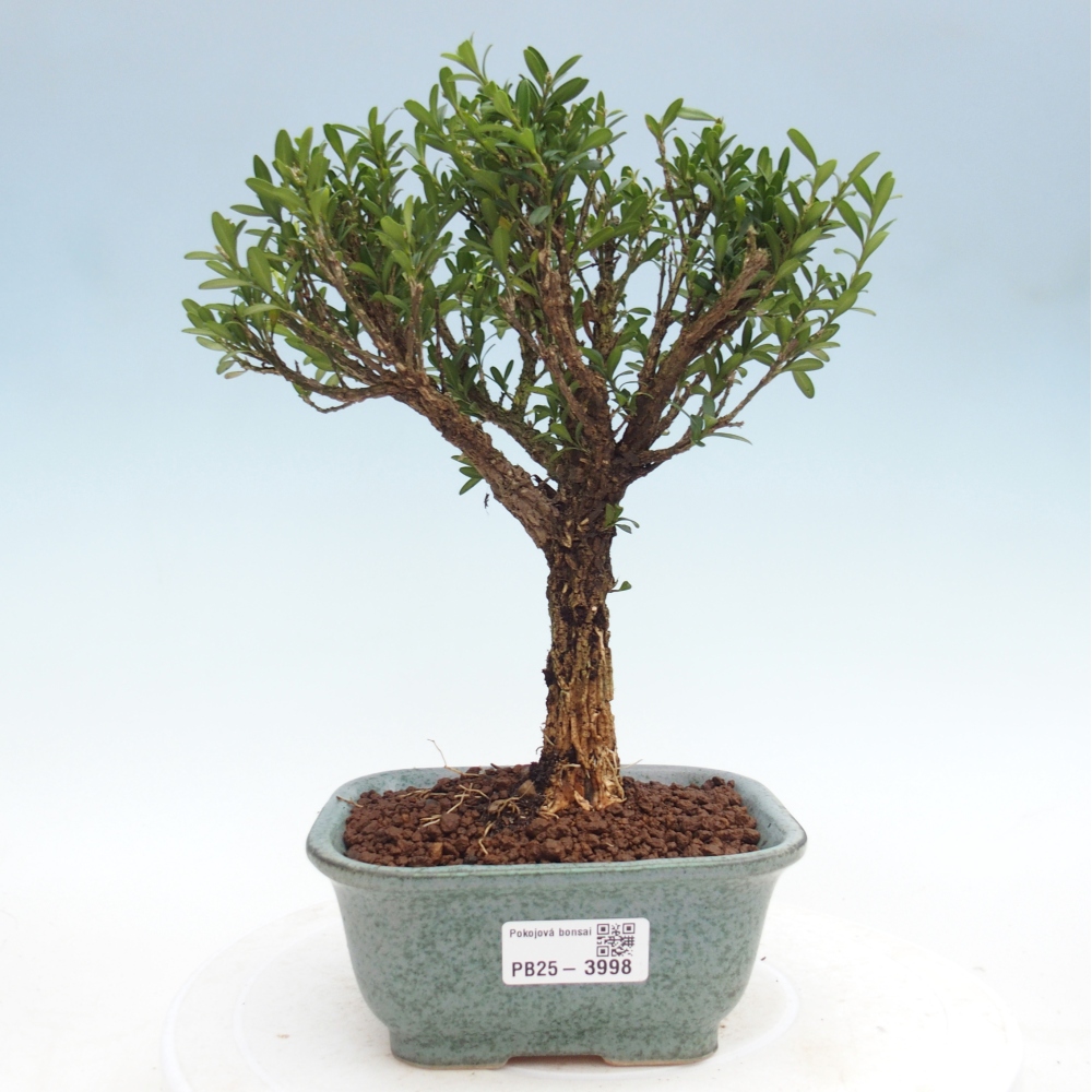 Szobai bonsai - Buxus harlandii - parafa buxus