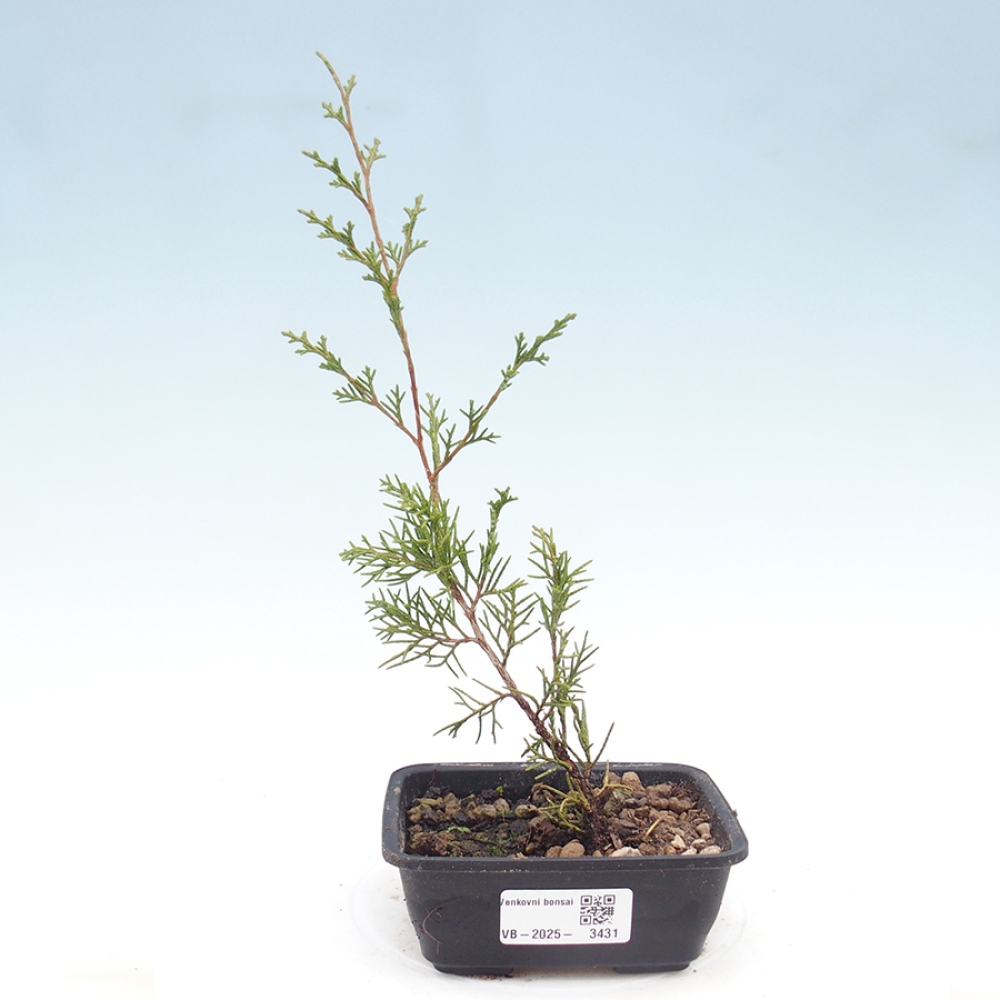 Kültéri bonsai - Juniperus chinensis Itoigawa