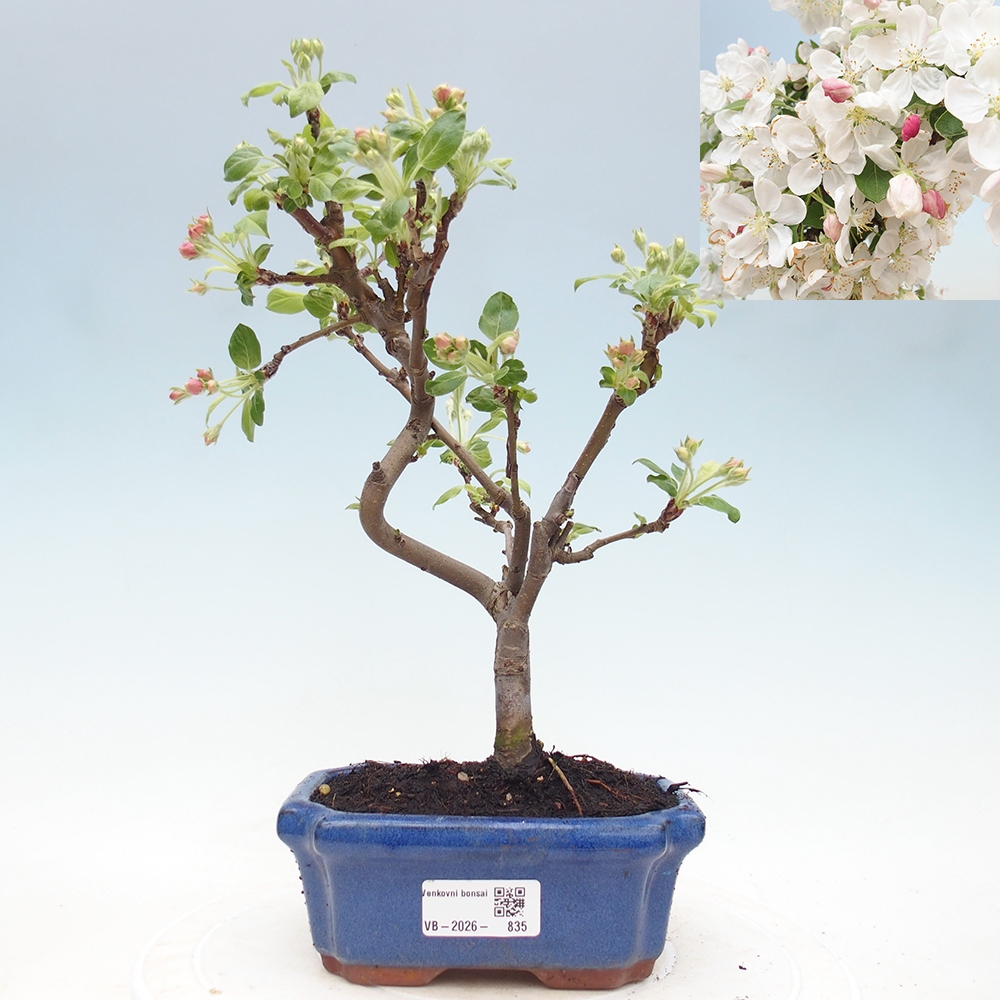 Kültéri bonsai -Malus halliana - Kis gyümölcsű almafa