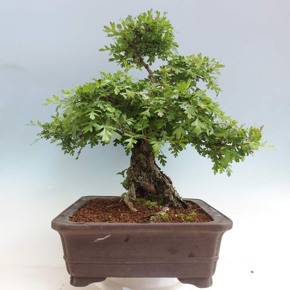 Kültéri bonsai - Galagonya - Crataegus monogyna