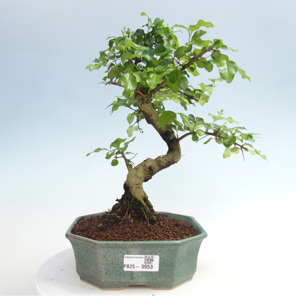 Szobai bonsai -Ligustrum chinensis - Madárcsőr