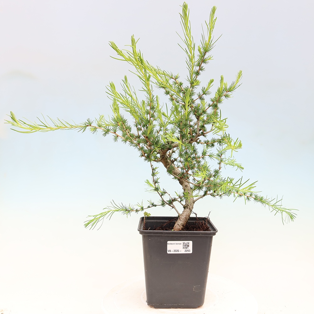 Kültéri bonsai - Larix decidua - vörösfenyő
