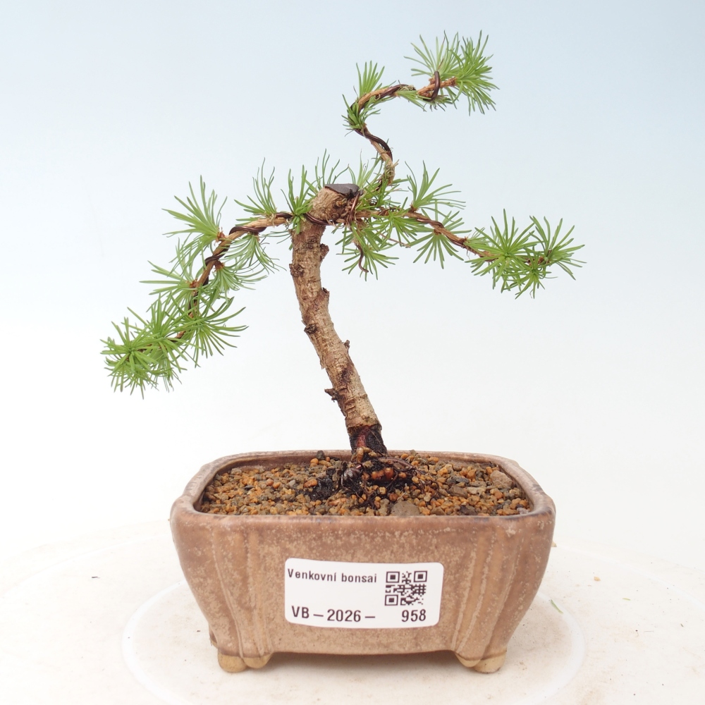 Kültéri bonsai - Larix Kaempferi - Japán vörösfenyő
