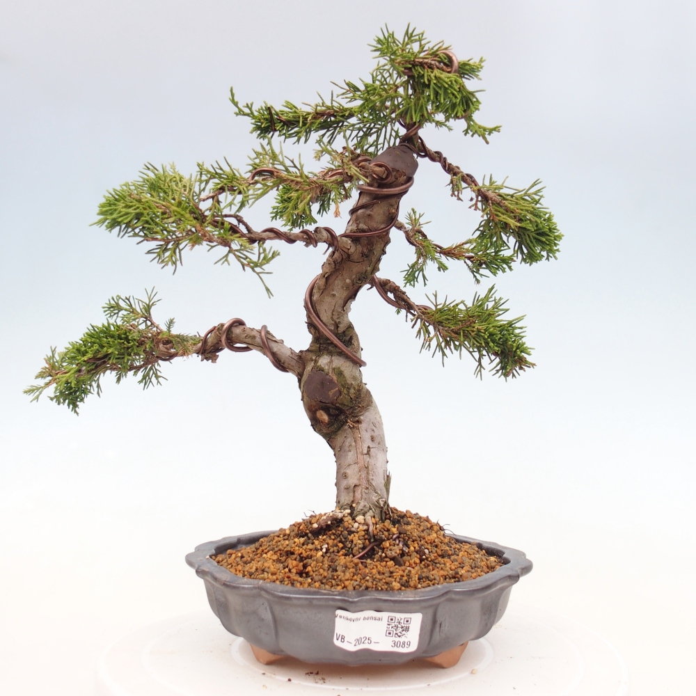 Kültéri bonsai - Juniperus chinensis Itoigawa
