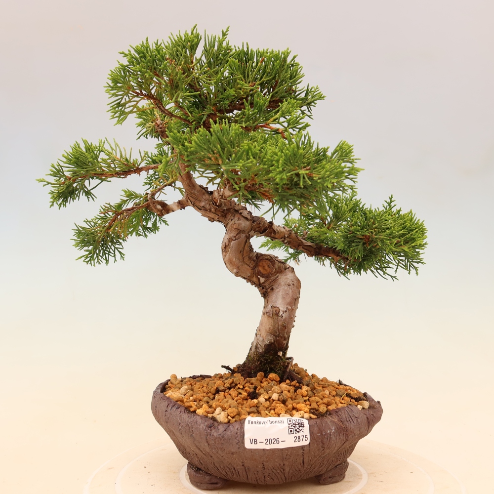 Kültéri bonsai - Juniperus chinensis Itoigawa