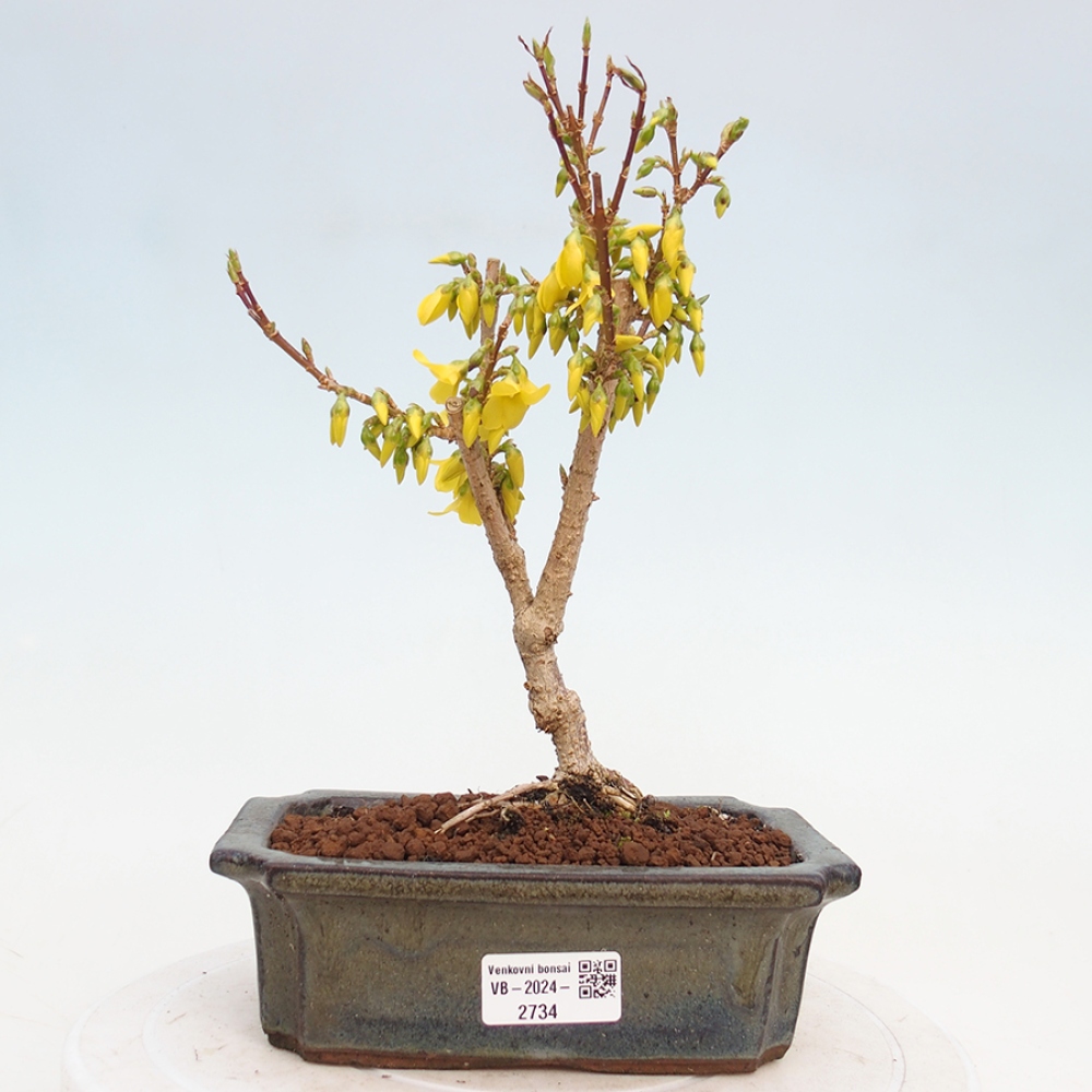 Kültéri bonsai - Zlatice - Forsythia intermedia