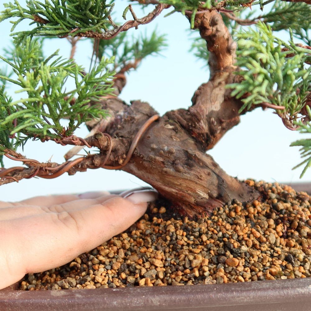 Kültéri bonsai - Juniperus chinensis Itoigawa