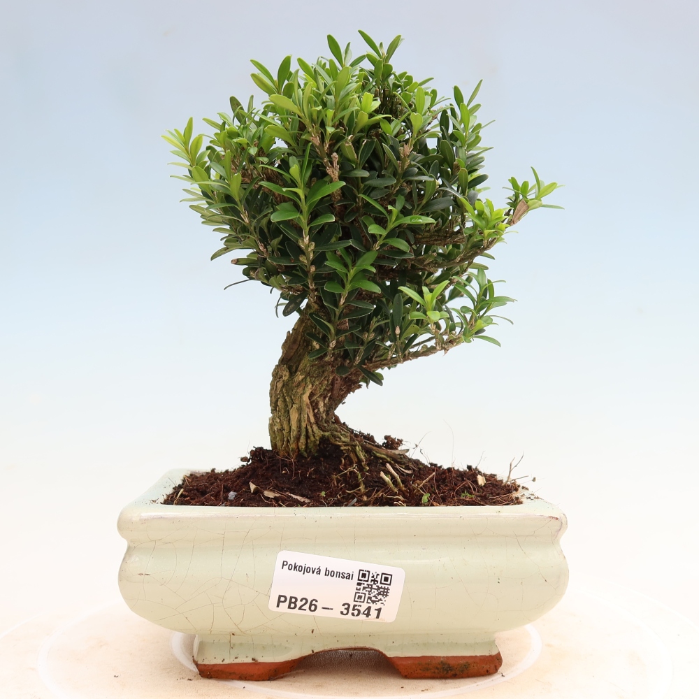 Szobai bonsai - Buxus harlandii - parafa buxus
